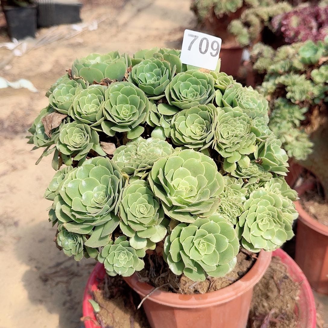 709绿缀朵朵一颗呀呀