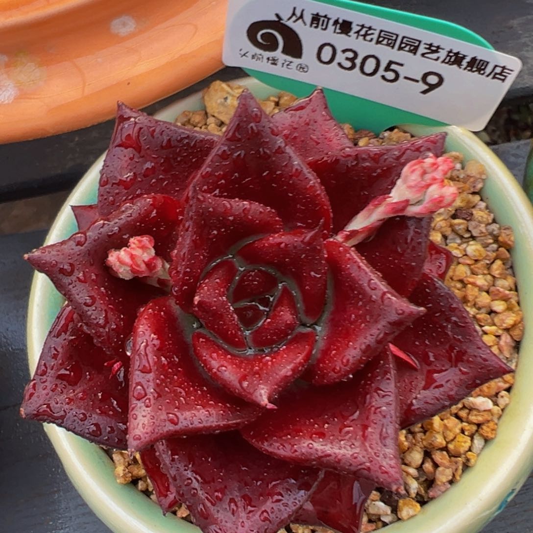从前慢多肉精选编号0305.9