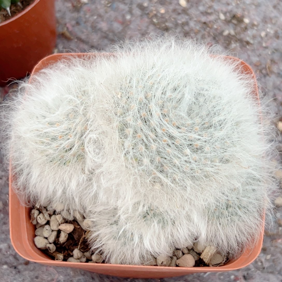 群生 无刺丽光殿