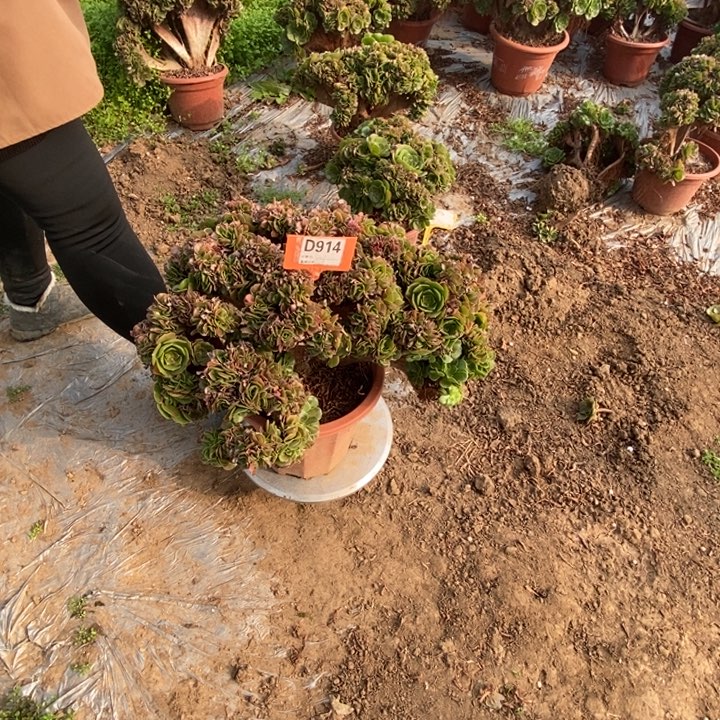 露***妈D914玫瑰玫瑰玫瑰玫瑰