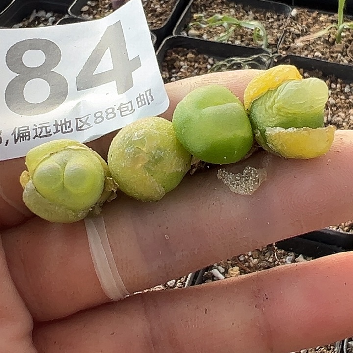 无花朵ㅤ****ㅤ384号拉登杂