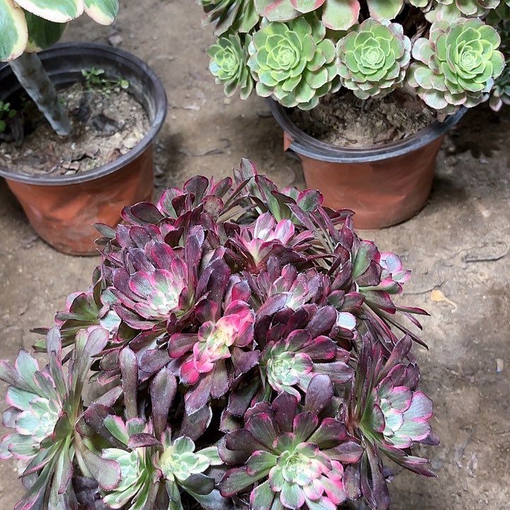 多肉植物法师烟花25