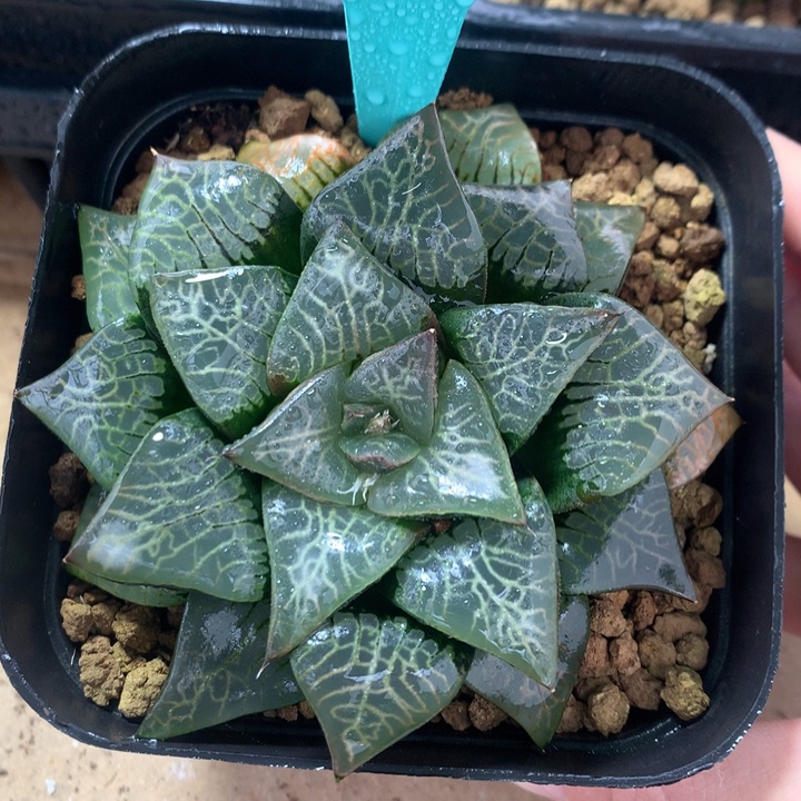 流纹克一物一拍带盆