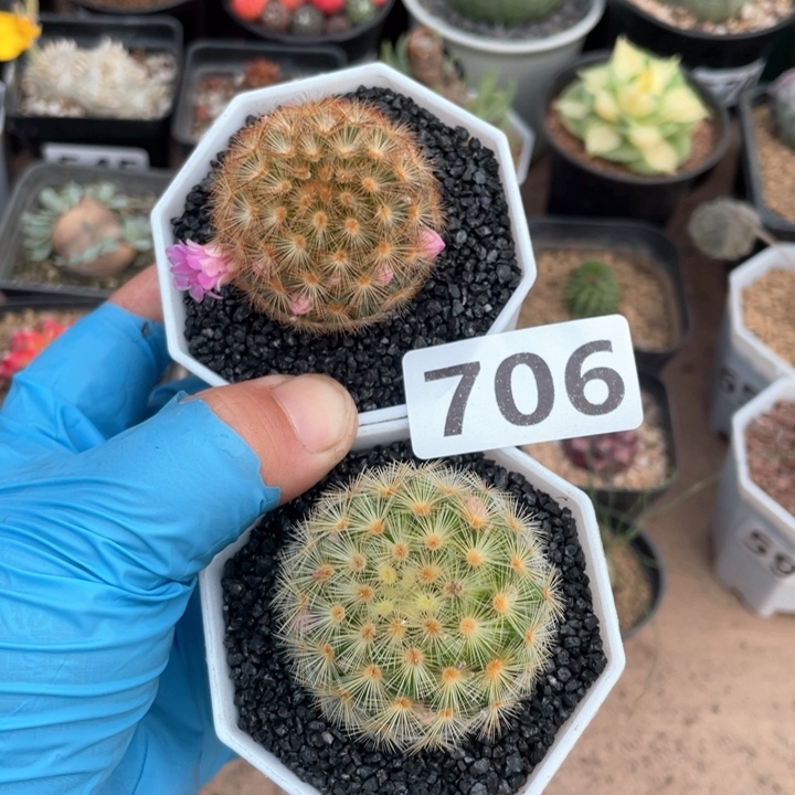 没****倍706实生嘉文丸2颗