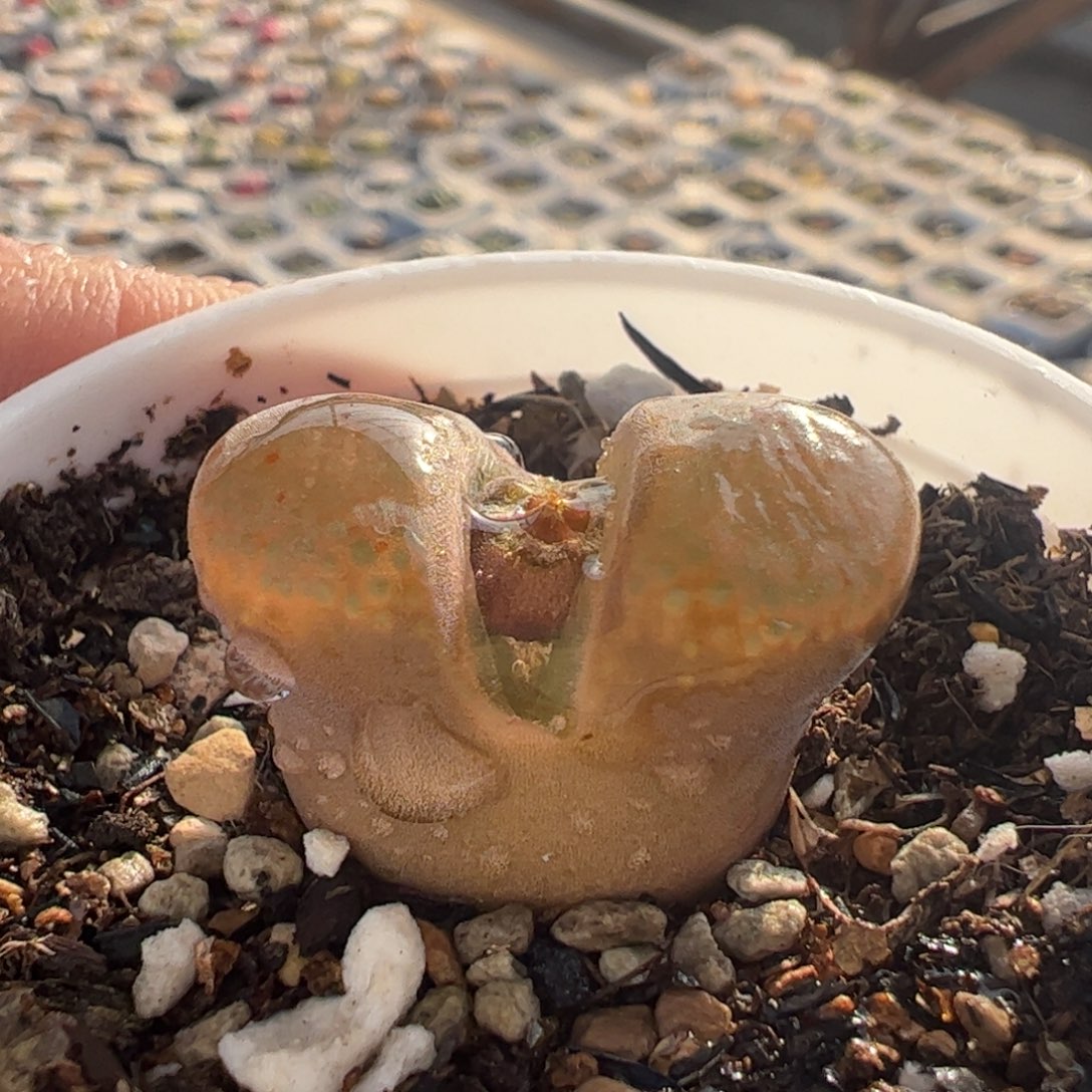 36号多肉植物百科1