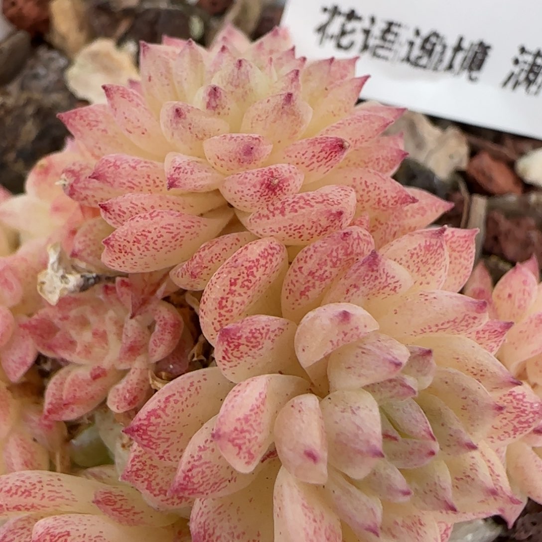 花语逸镜0203-543散