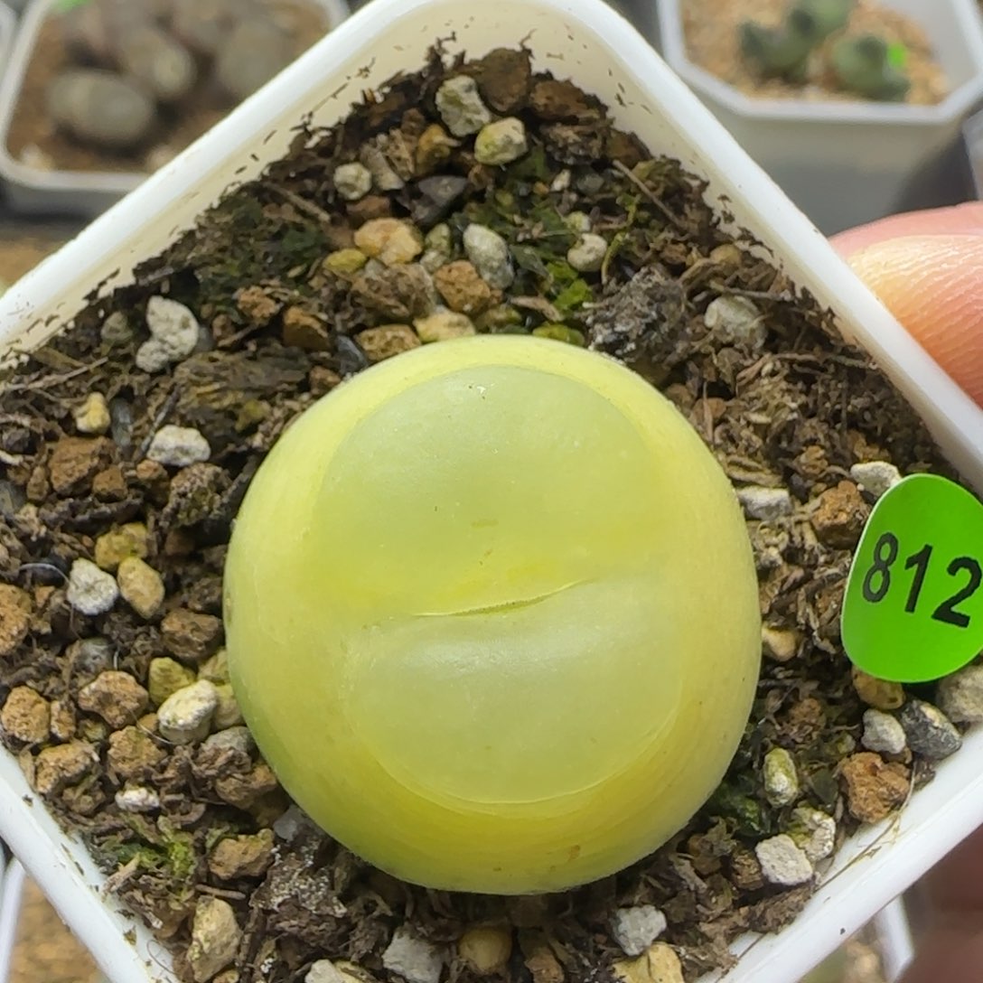 拉登2.7多肉植物812