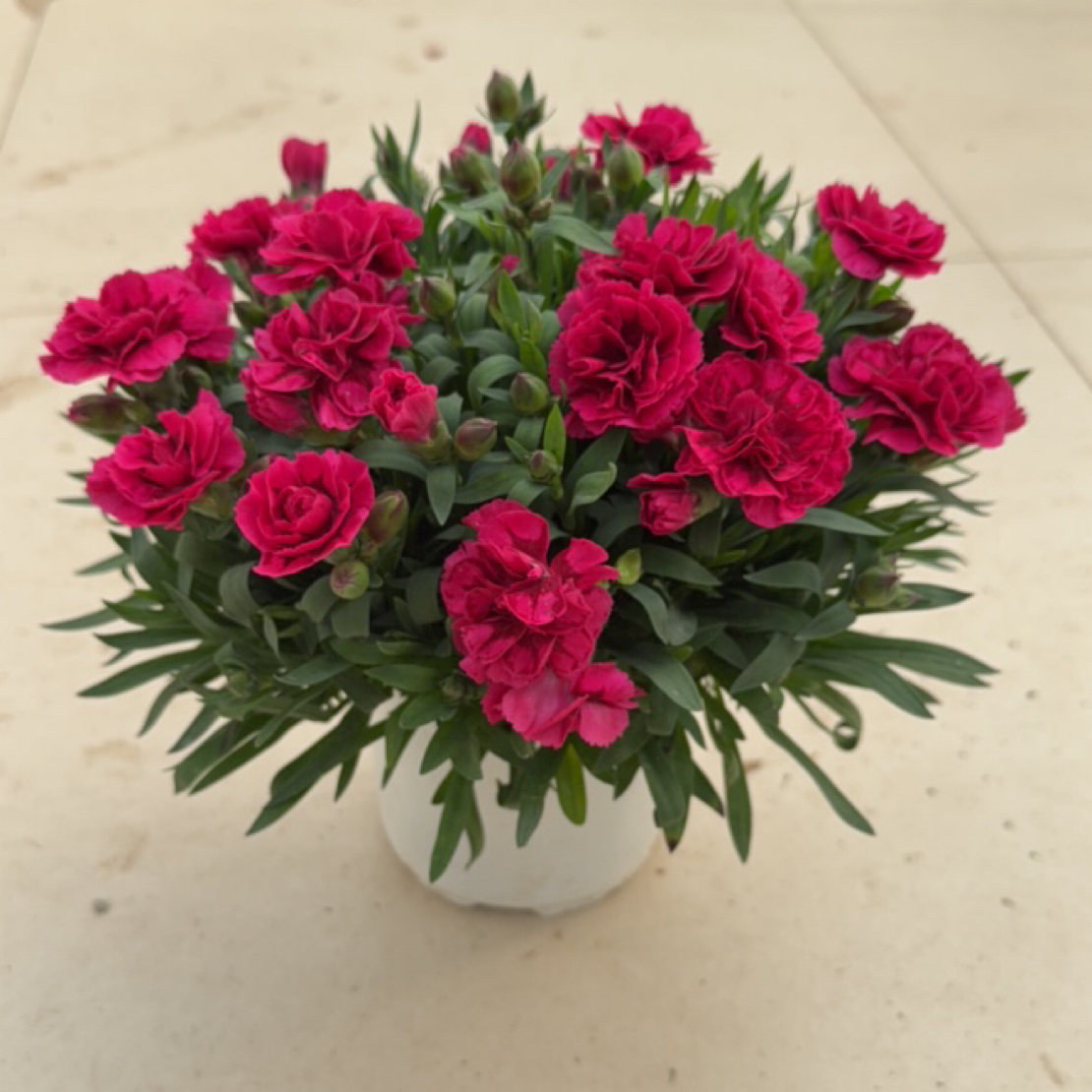 莱茵康乃馨盆栽带花苞室内花卉