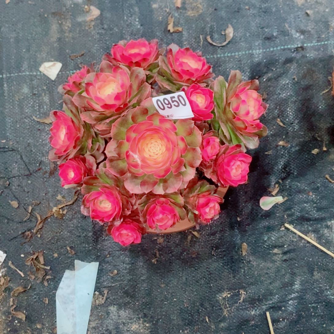 我***!荔枝950多肉20➕点冠服