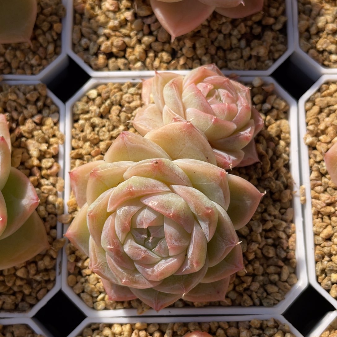 优选奶芙珍妮多肉1448