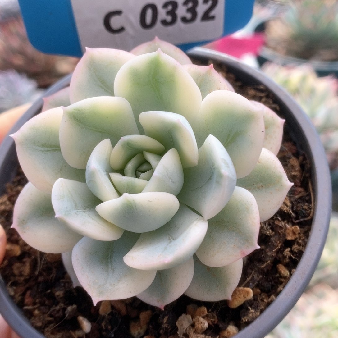 C 332月亮仙子锦锦锦锦锦锦