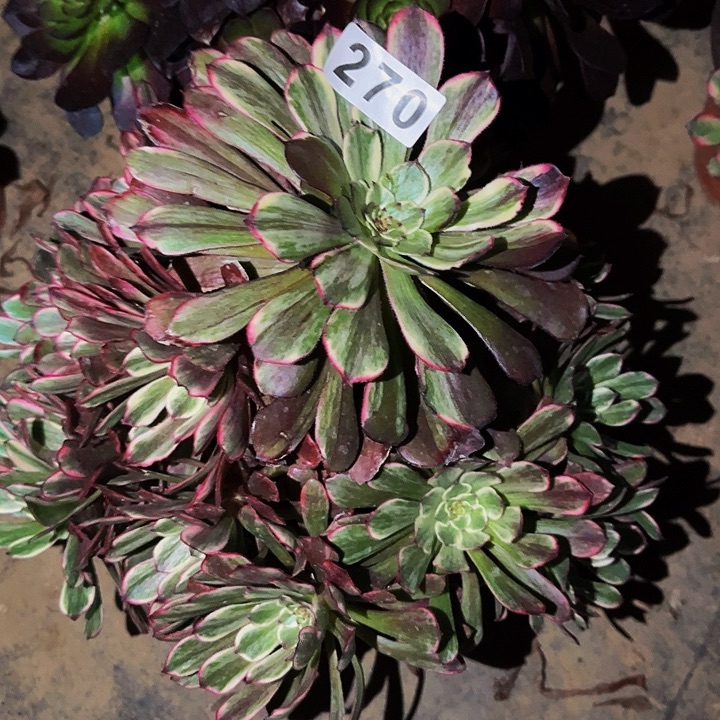 270超墨多肉植物