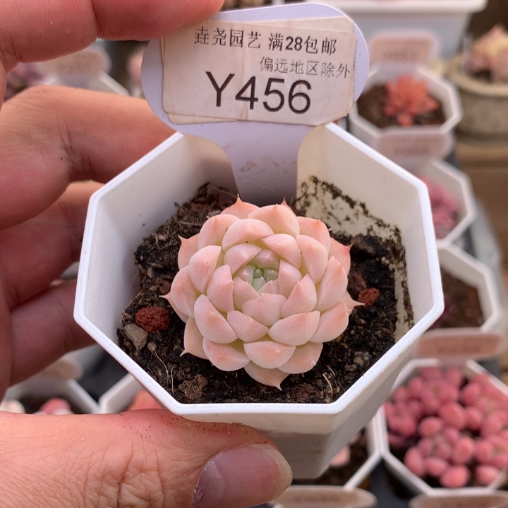 0456阿尔巴美妮3.5厘米