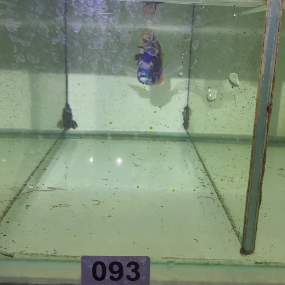 亮***哥慈鲷鱼93号ob 孔雀13