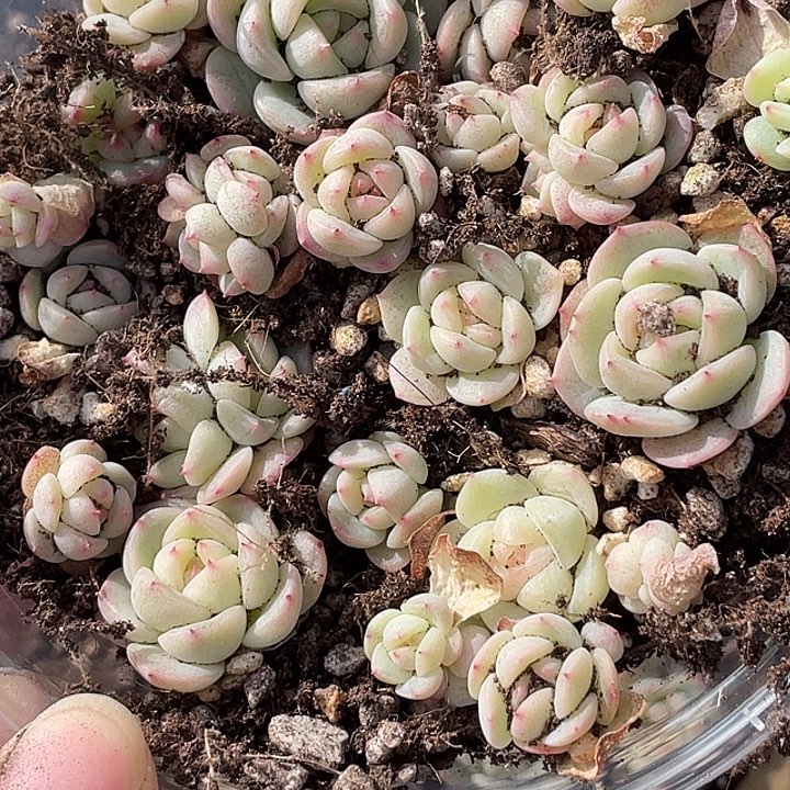 OTO多肉切糕优选dy2455