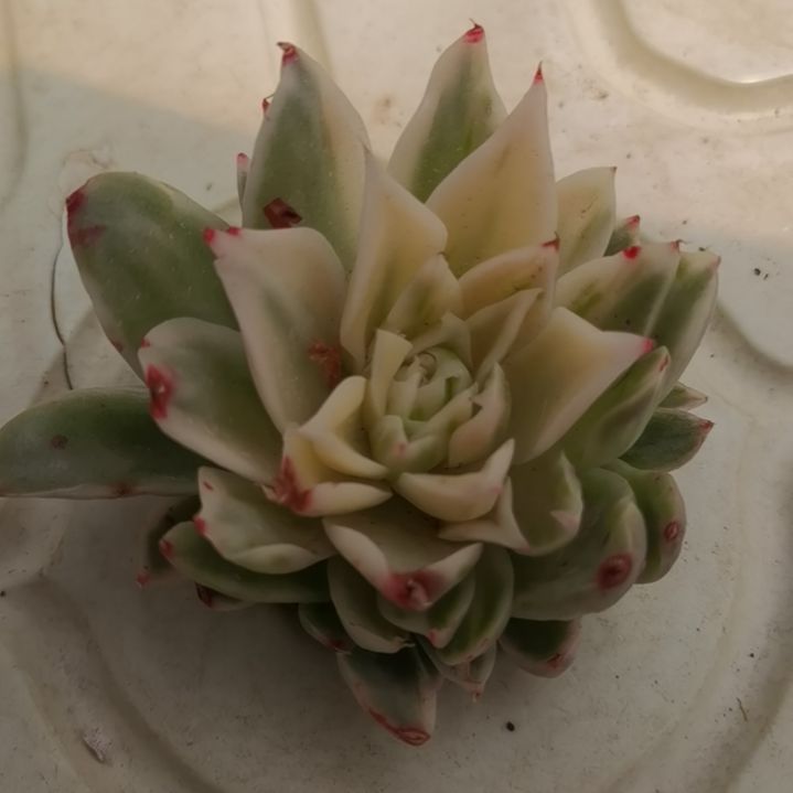 带珍妮心的冬云杂砍头