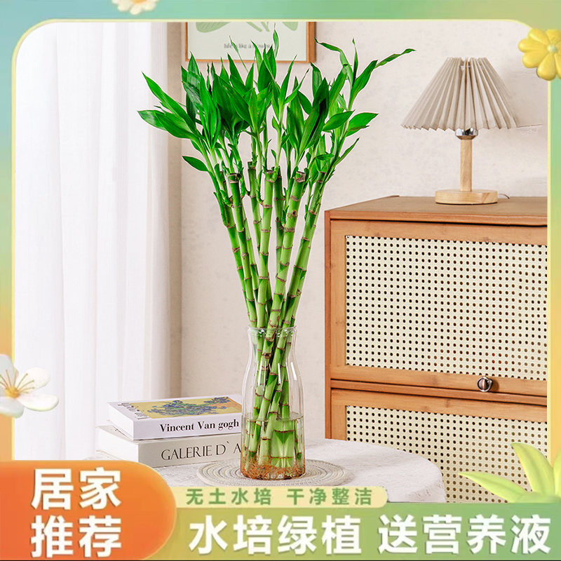 [直播专享]60-70cm居家室内高级好养水培开运竹节节高带根带芽