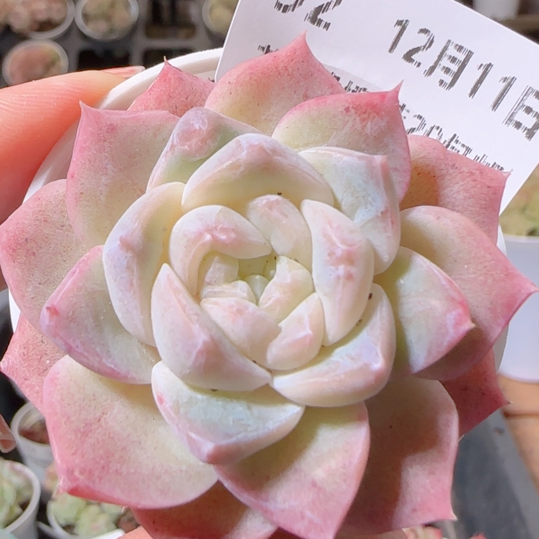 花语多肉1211-92溏心
