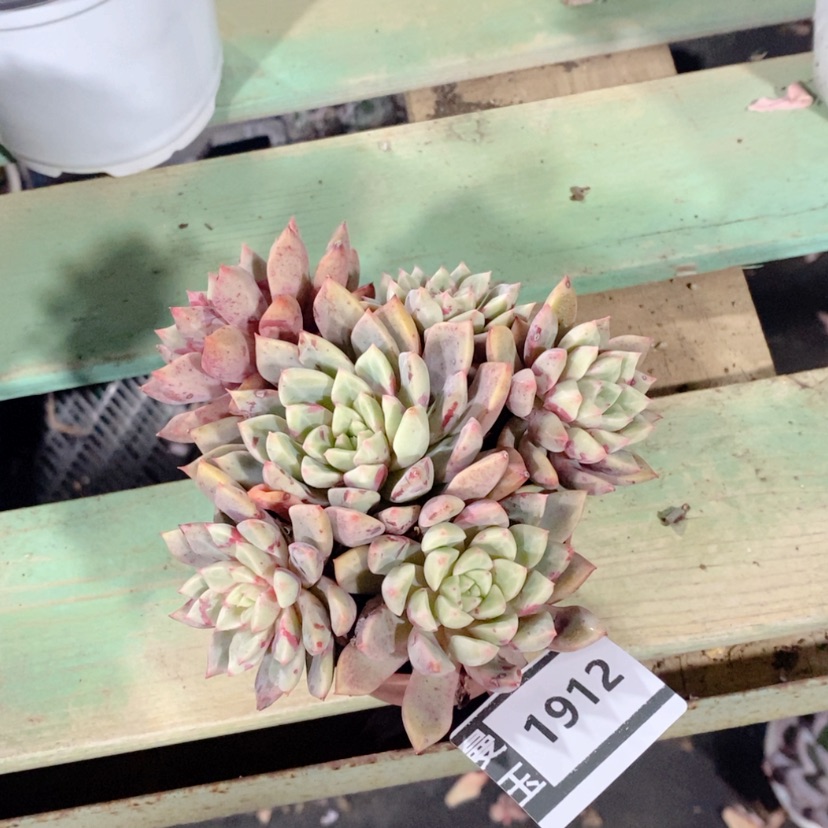 【闪购商品】血燕1912