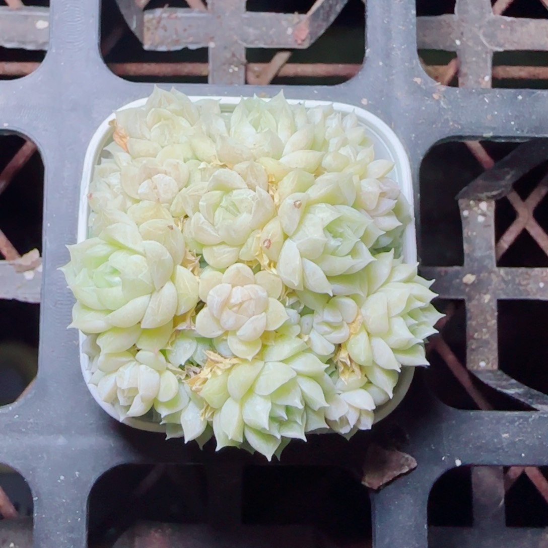 【闪购商品】0417-201（ht-39）专拍