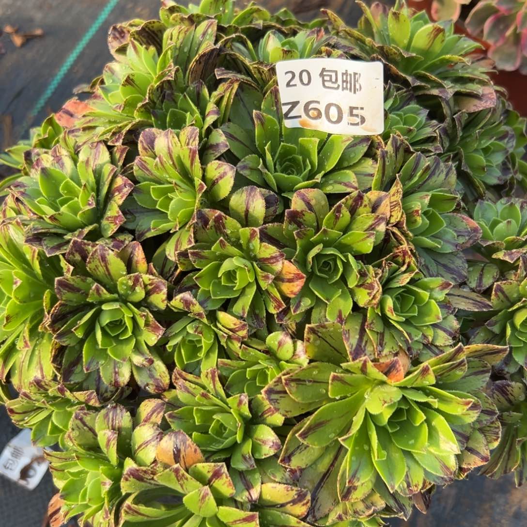 605碧火，满20包邮嘟叮熊