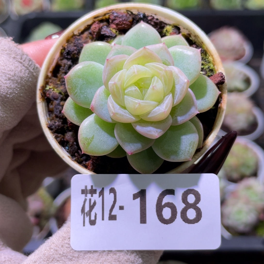 花利美12-168冰蕊