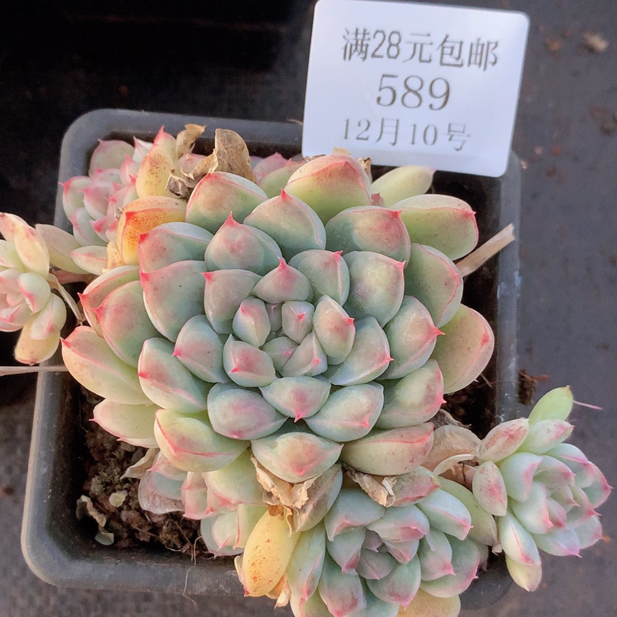 【闪购商品】云589