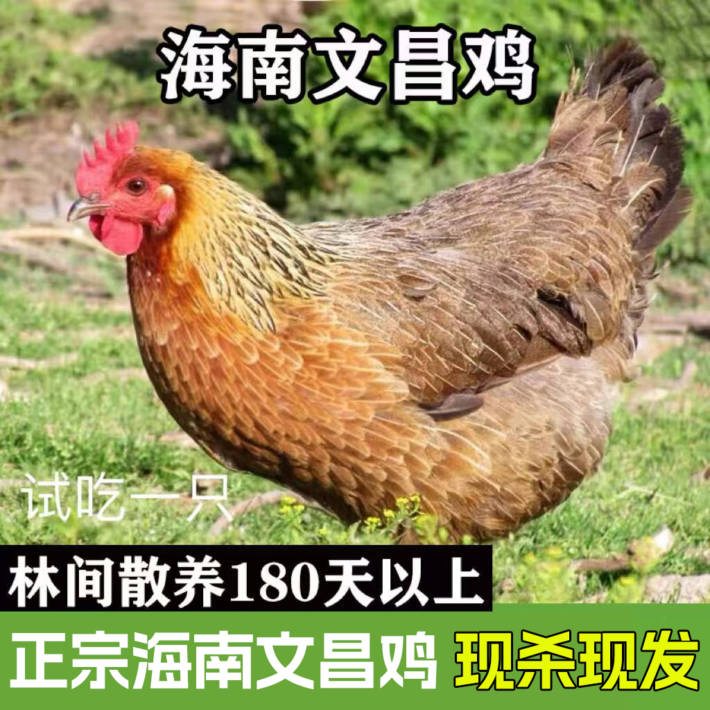 海南文昌鸡】2只现杀散养180-240天文昌鸡净重4.6-5.6斤