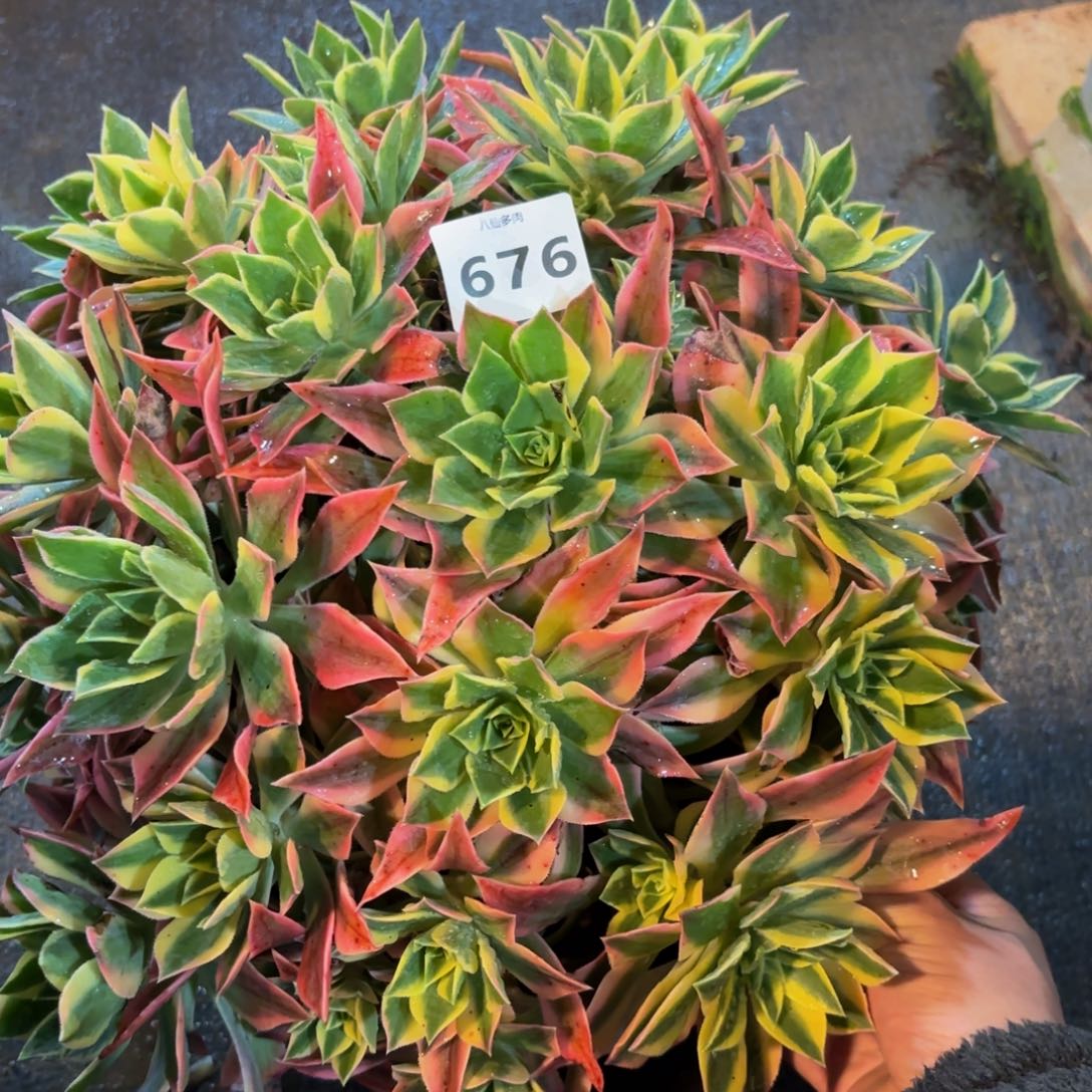 676多肉植物绿体枫叶