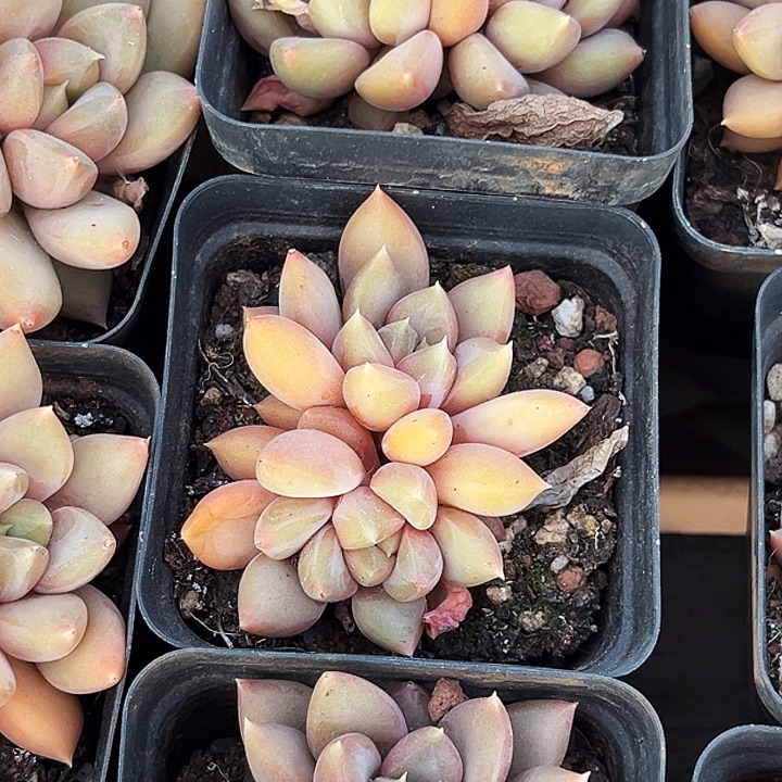       多头     红象牙  