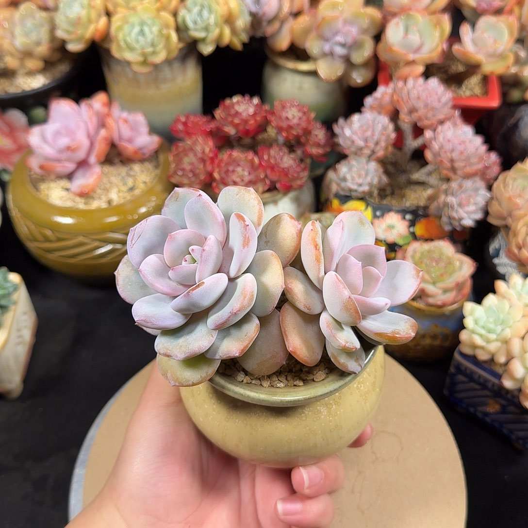 奶茶13cm带盆土发货