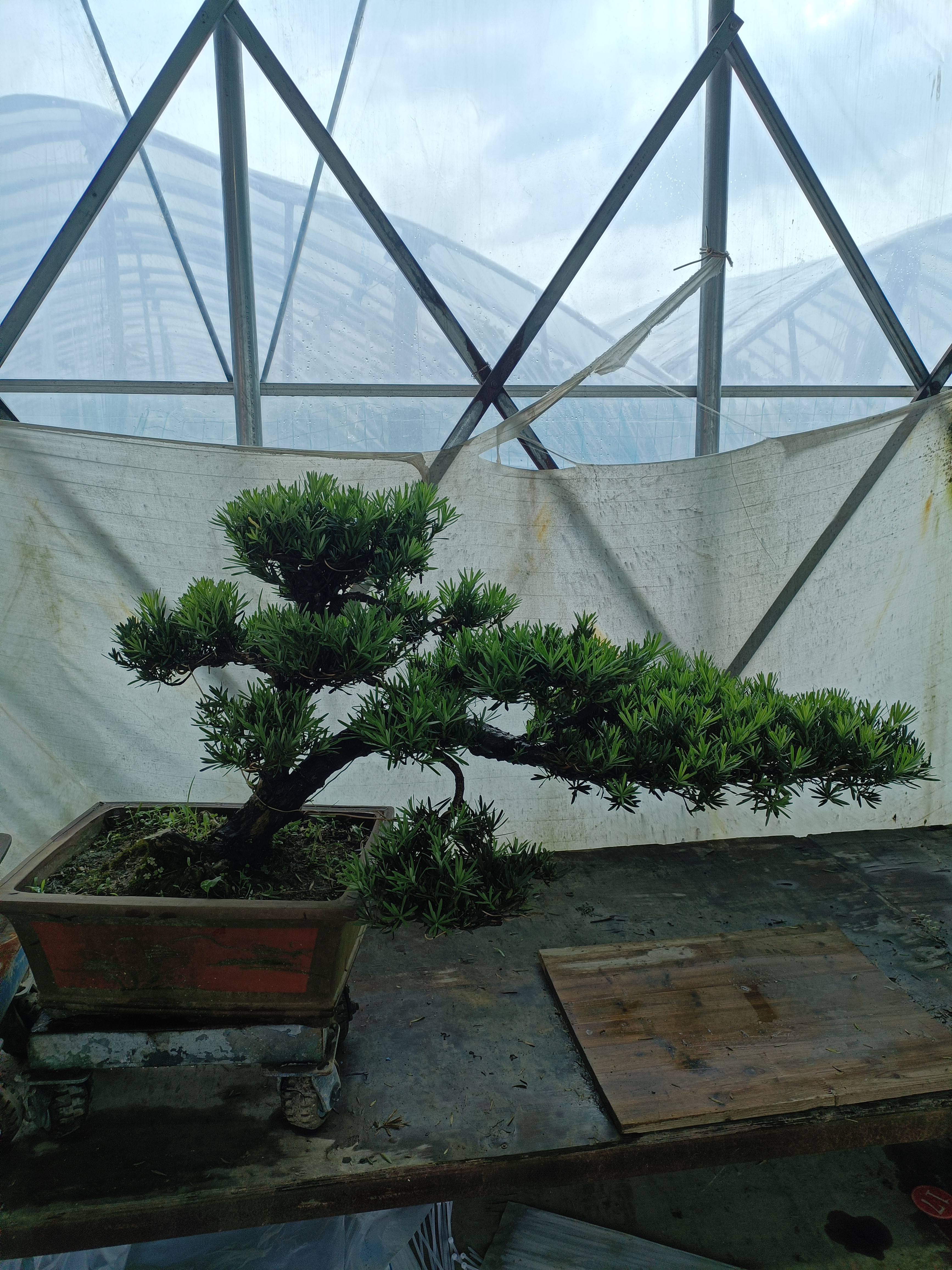罗汉松盆景迎客松造型室内外绿植盆栽四季常青好养