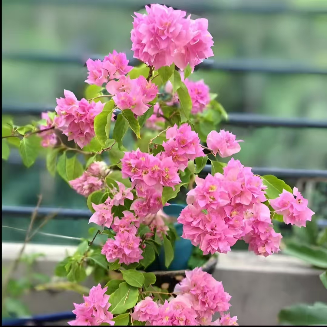 重瓣粉（带花发货）三角梅布袋小苗 四季开花  爬藤 盆景 阳台 花卉