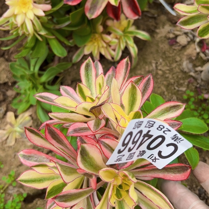 0466砍头魅影法师法师