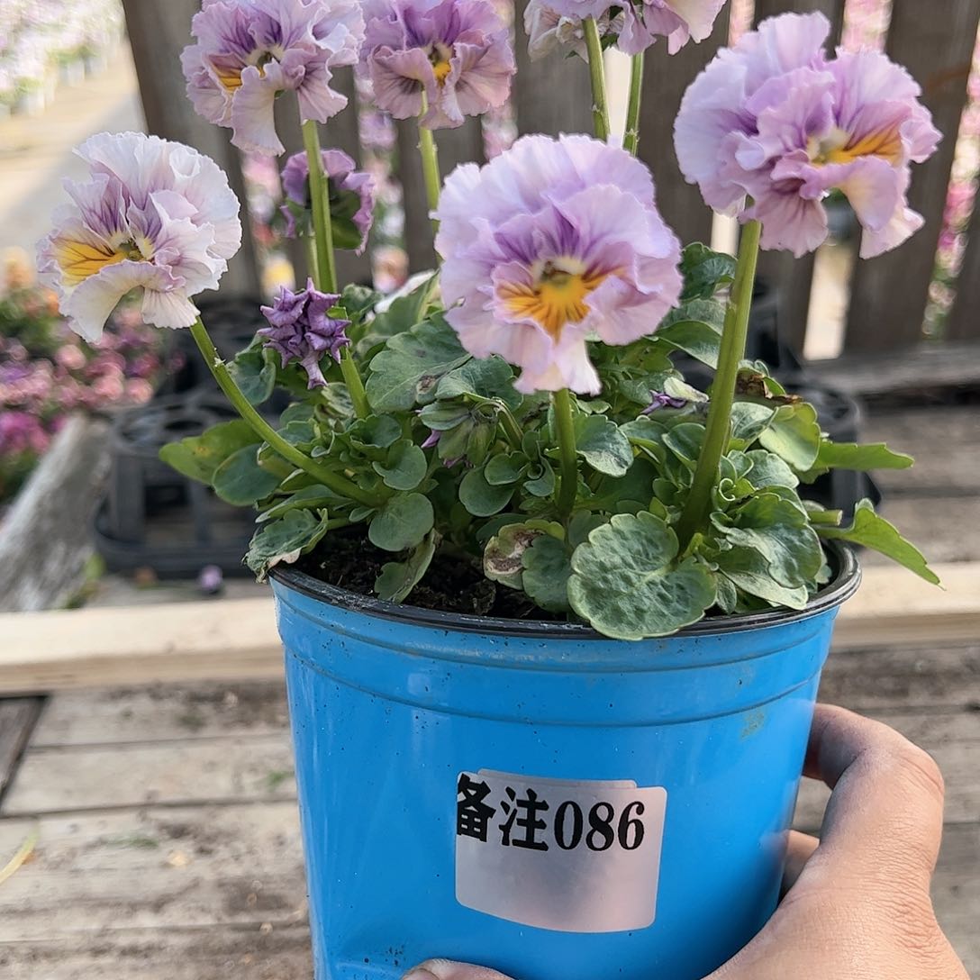 【闪购商品】086号