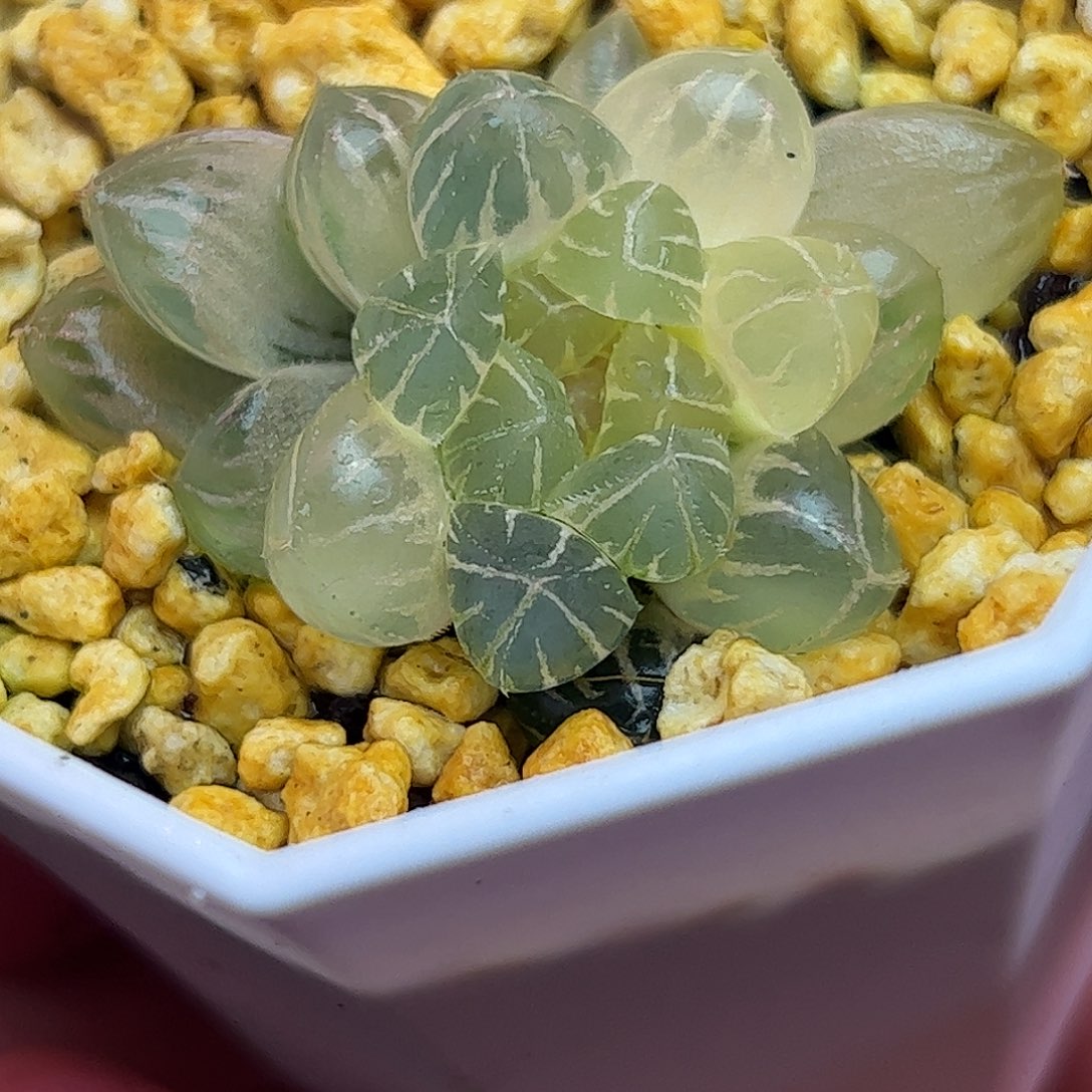 糊斑霏桃锦十二卷多肉