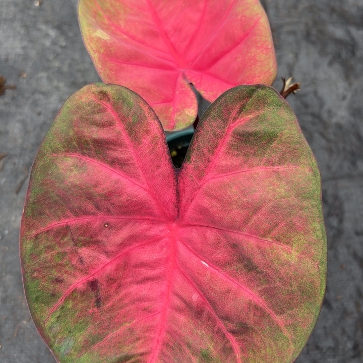 完全开放泰国彩叶芋