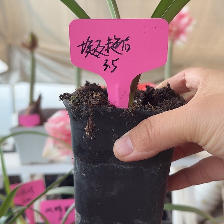无花朵埃及艳后朱顶红直径3.5