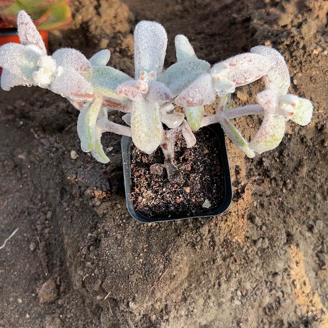 多肉植物福兔群生