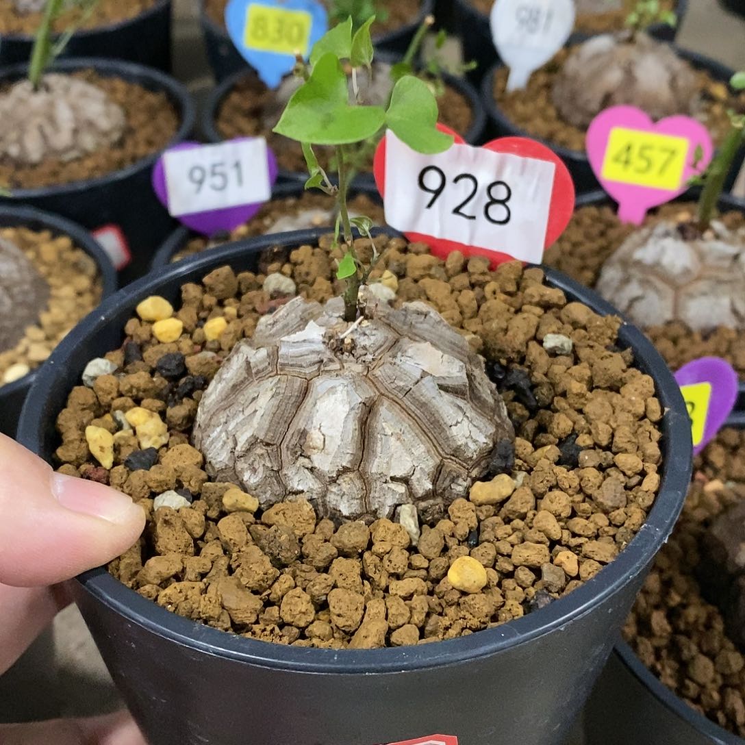 南非龟甲龙龟甲龙