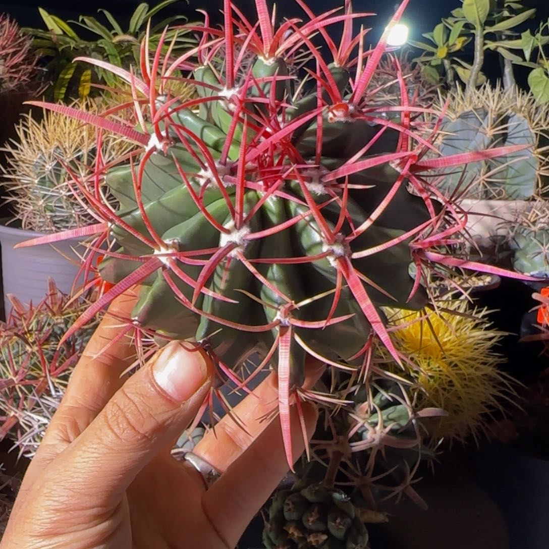 宽狂刺红琥大福利