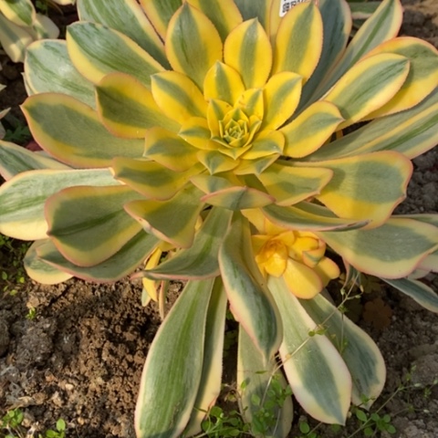 911灿烂满25包邮多肉