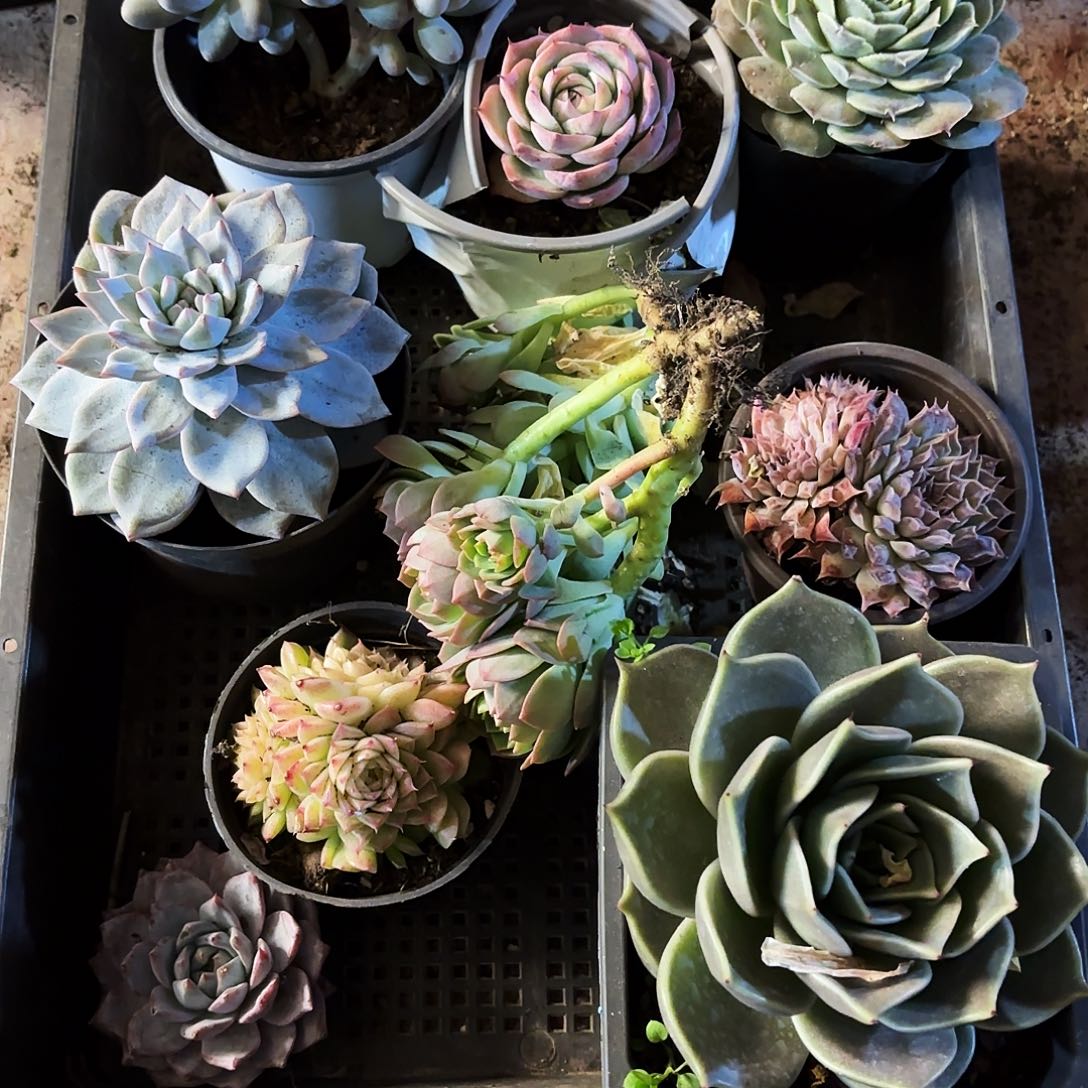 多肉植物宽拍788号