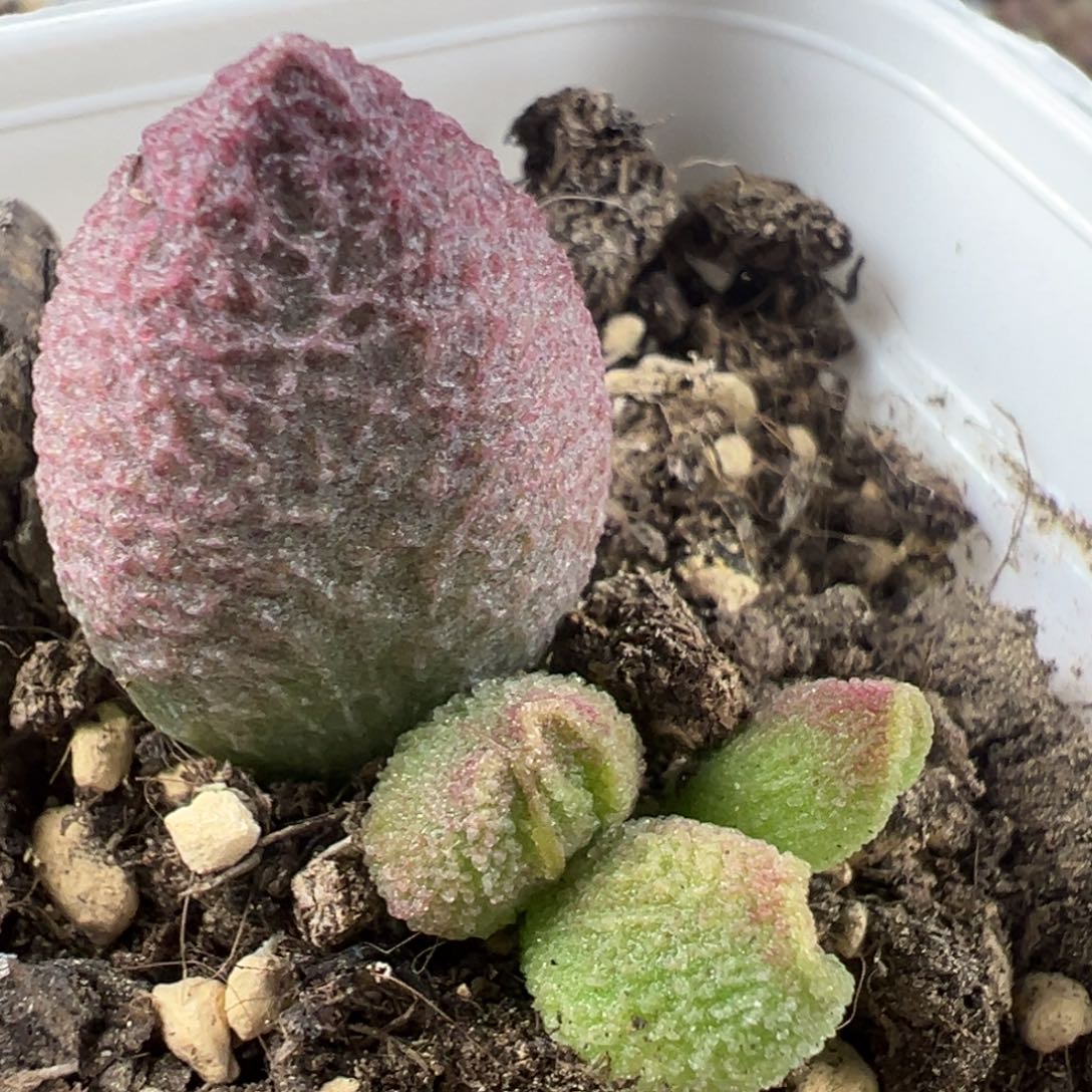 实生底叶苗纹路款多肉植物水泡