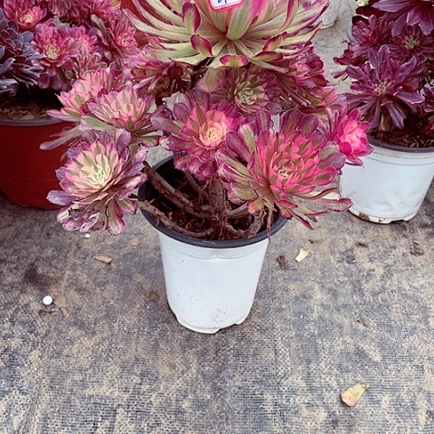 桐柏多肉法师270号