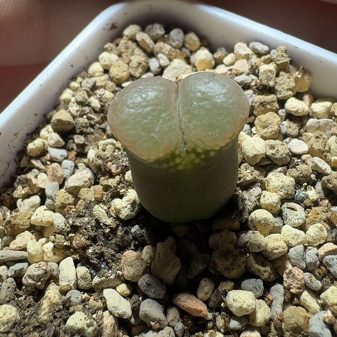 35号单头风铃一物一拍1.3