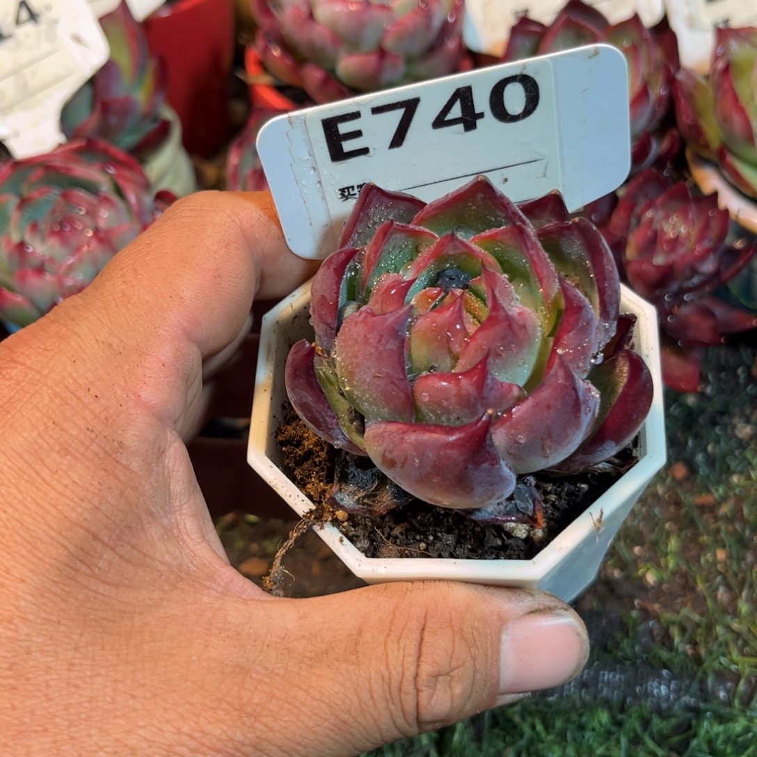 惊鸿一瞥740号多肉