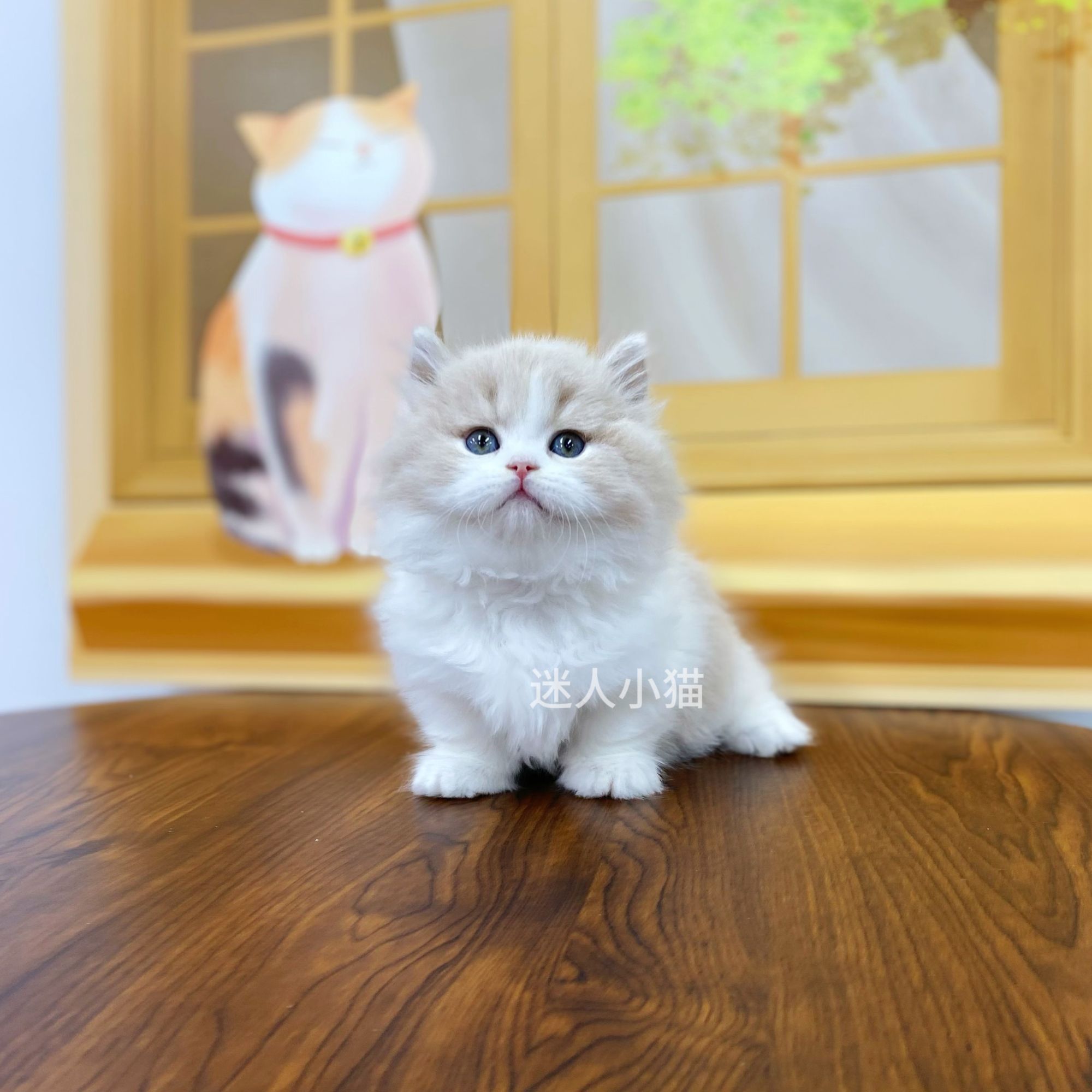 迷人小猫咪精品猫咪专用定金链接