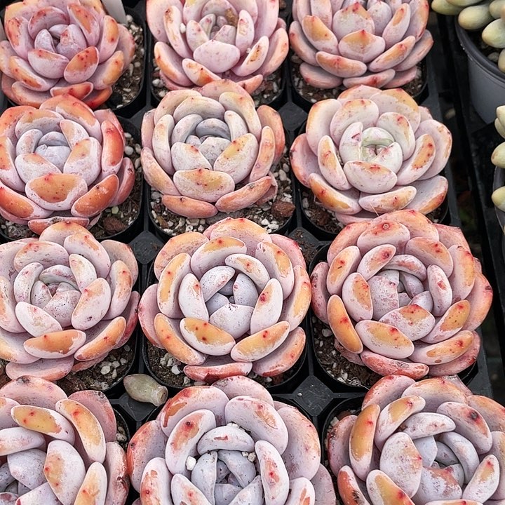 雪茶15.8，一盆88888888