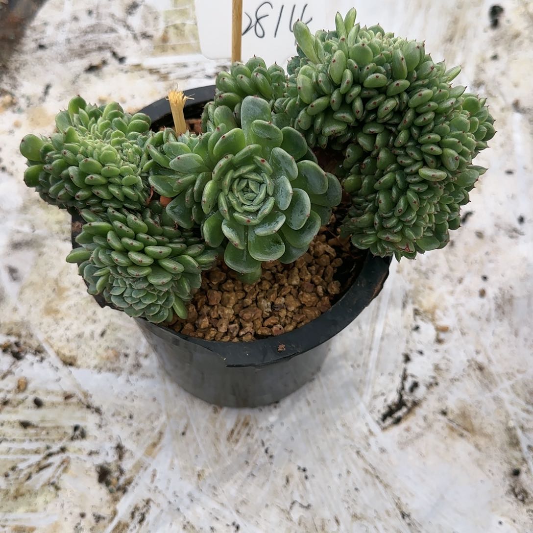 2814号48.8         肉